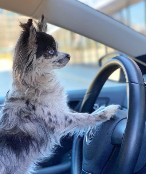 15 Pictures That Prove Chihuahuas Are Perfect Weirdos 11 15 Pictures That Prove Chihuahuas Are Perfect Weirdos 11