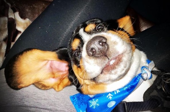 15 Pictures That Prove Basset Hounds Are Perfect Weirdos 10