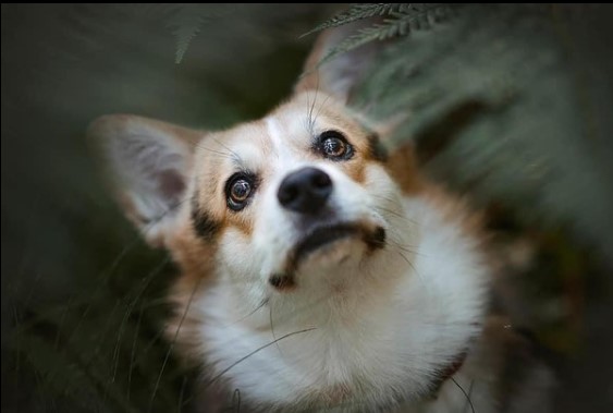 15 Pictures That Prove Corgis Are Perfect Weirdos 10