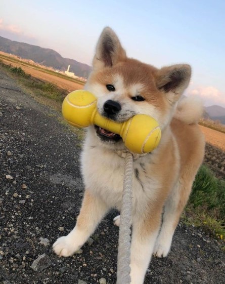 16 Pictures That Prove Akitas Are Perfect Weirdos 9