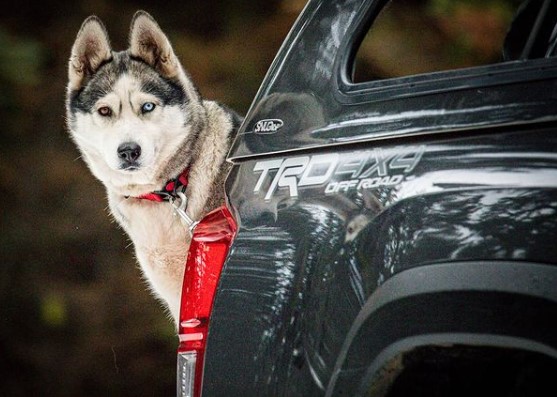15 Pictures That Prove Huskies Are Perfect Weirdos 9