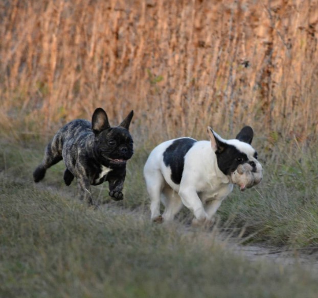 16 Pictures That Prove French Bulldogs Are Perfect Weirdos 9