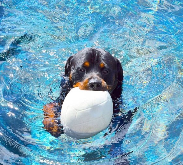 15 Pictures That Prove Rottweilers Are Perfect Weirdos 11