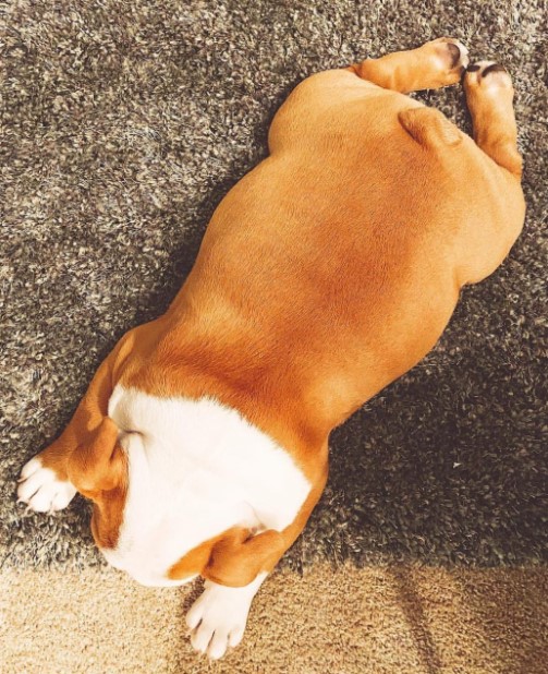 15 Pictures That Prove English Bulldogs Are Perfect Weirdos 11 15 Pictures That Prove English Bulldogs Are Perfect Weirdos 11