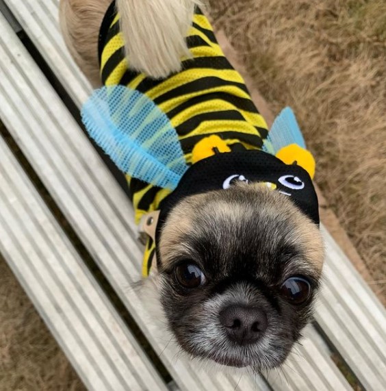 15 Pictures That Prove Pekinese Are Perfect Weirdos 11