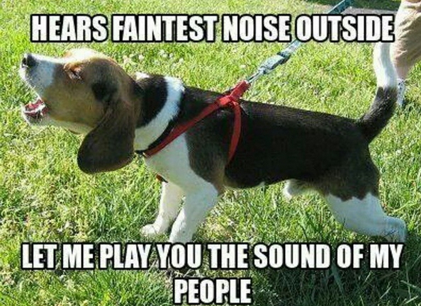 15 Funny Beagle Memes To Make Your Day 10