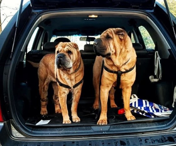 15 Pictures That Prove Shar Peis Are Perfect Weirdos 10