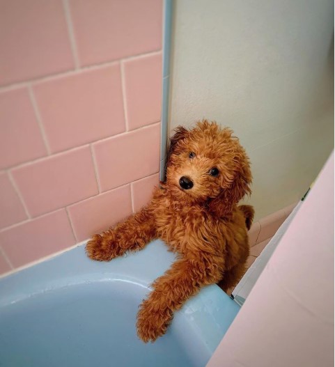 15 Pictures That Prove Goldendoodles Are Perfect Weirdos 11