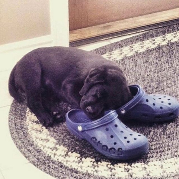 15 Funny Labrador Memes To Make Your Day 10 15 Funny Labrador Memes To Make Your Day 10