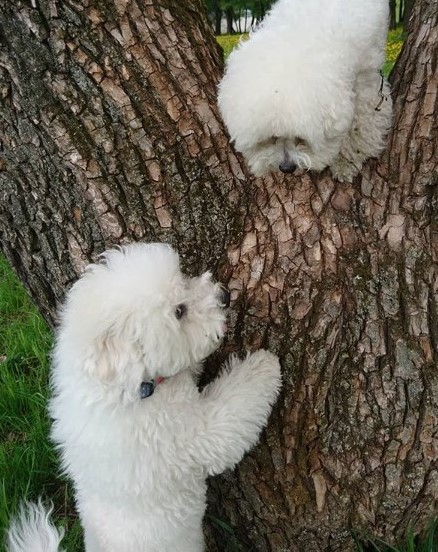 15 Pictures That Prove Bichon Frises Are Perfect Weirdos 10