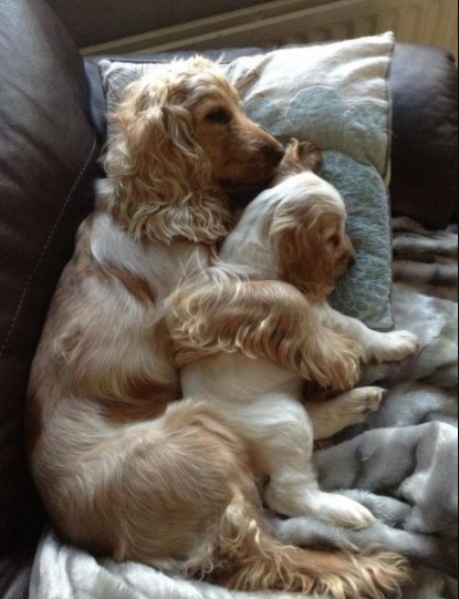 15 Pictures That Prove Cocker Spaniels Are Perfect Weirdos 10