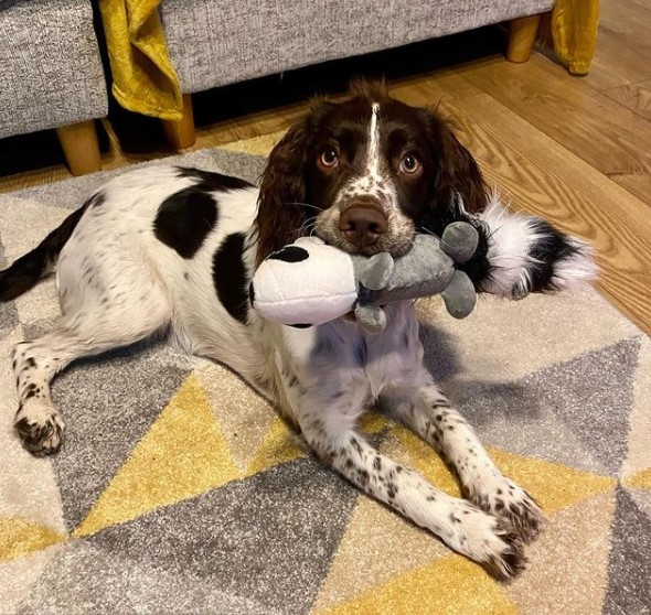 15 Pictures That Prove Springer Spaniels Are Perfect Weirdos 10