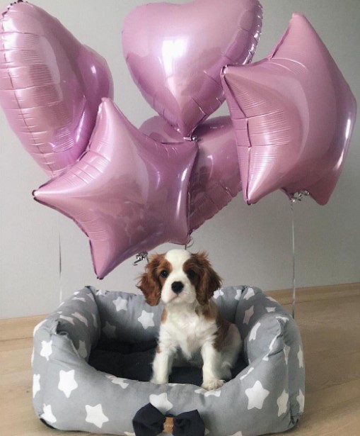 15 Pictures That Prove Cavalier King Charles Spaniels Are Perfect Weirdos 10