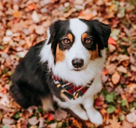 15 Pictures That Prove Border Collies Are Perfect Weirdos 10