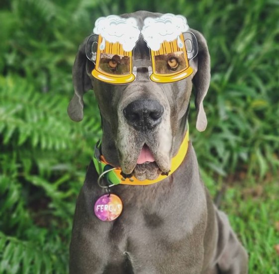 15 Pictures That Prove Great Danes Are Perfect Weirdos 10