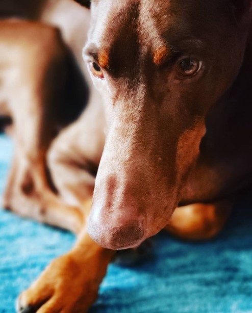 15 Pictures That Prove Doberman Pinschers Are Perfect Weirdos 10
