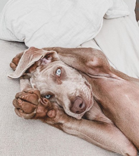 16 Pictures That Prove Weimaraners Are Perfect Weirdos 10