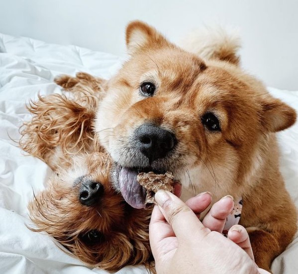 15 Pictures That Prove Chow Chows Are Perfect Weirdos 10