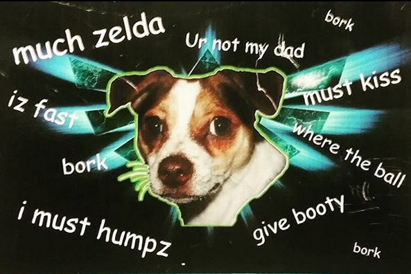 15 Funny Jack Russell Memes To Make Your Day 10