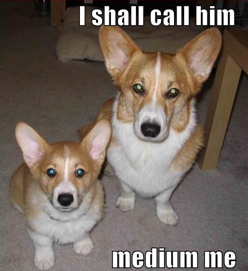 15 Funny Corgi Memes To Make Your Day 9