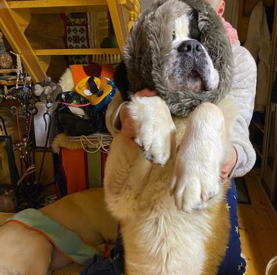 15 Pictures That Prove St Bernards Are Perfect Weirdos 10