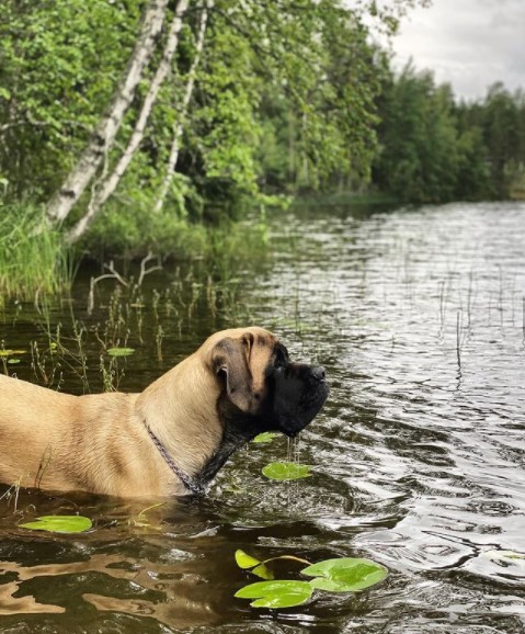 15 Pictures That Prove English Mastiffs Are Perfect Weirdos 10