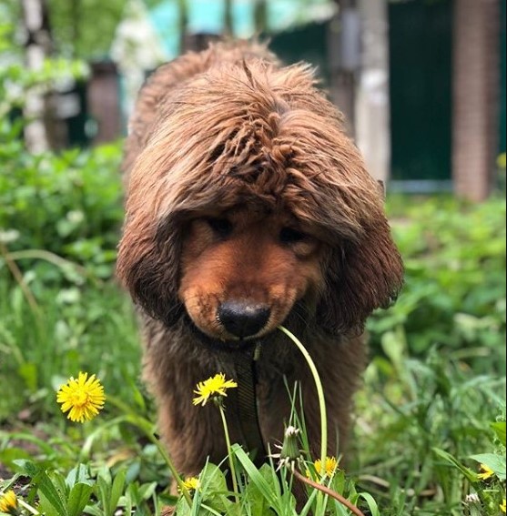 15 Pictures That Prove Tibetan Mastiffs Are Perfect Weirdos 10