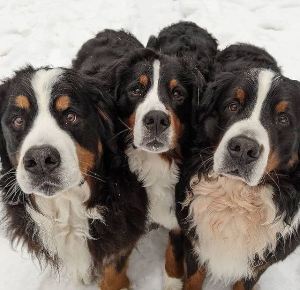 15 Pictures That Prove Bernese Mountain Dogs Are Perfect Weirdos 10