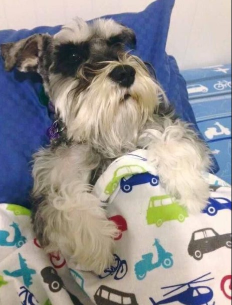 15 Pictures That Prove Schnauzers Are Perfect Weirdos 10
