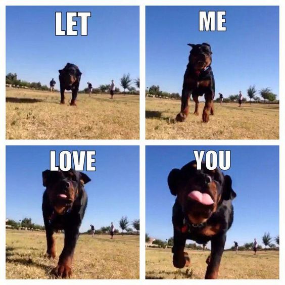 15 Funny Rottweiler Memes To Make Your Day 10