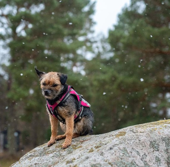 15 Pictures That Prove Border Terriers Are Perfect Weirdos 10