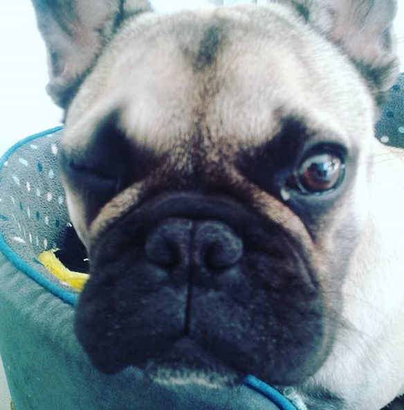 15 Funny French Bulldog Memes To Make Your Day 10