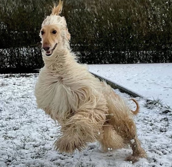 15 Pictures That Prove Afghan Hounds Are Perfect Weirdos 9