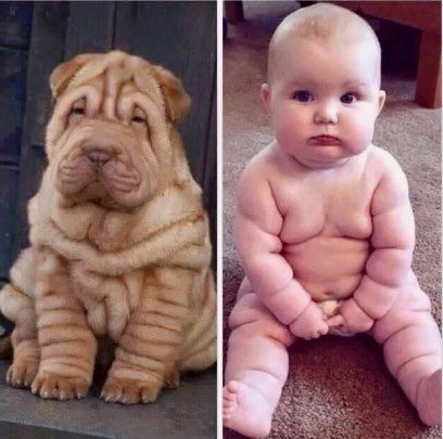 15 Funny Shar-Pei Memes To Make Your Day 10