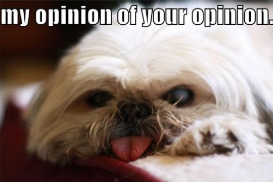 15 Funny Pekingese Memes To Make Your Day 10