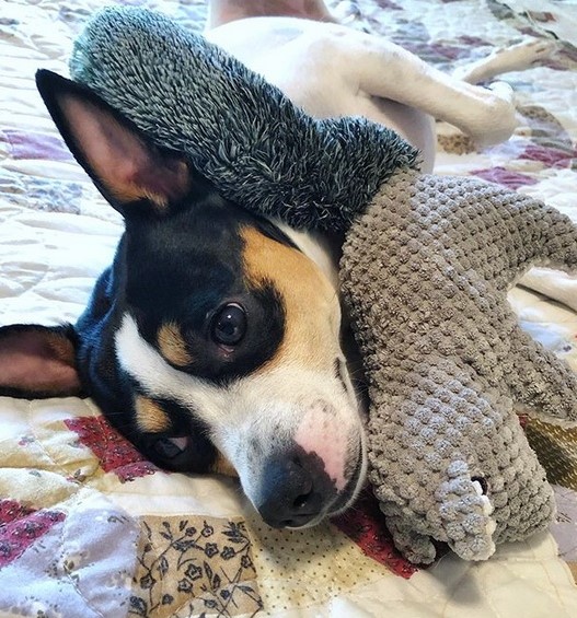 15 Pictures That Prove Rat Terriers Are Perfect Weirdos 10