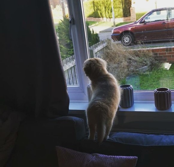 16 Pictures That Prove Tibetan Spaniels Are Perfect Weirdos 10