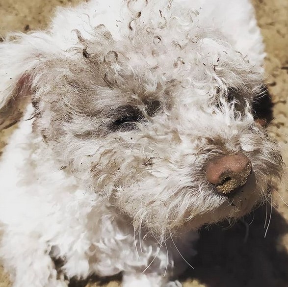 15 Pictures That Prove Bolognese Dogs Are Perfect Weirdos 10