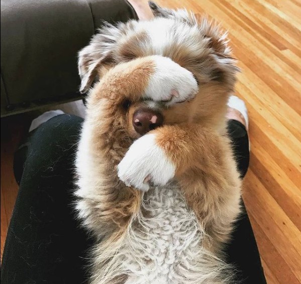 15 Pictures That Prove Australian Shepherds Are Perfect Weirdos 10
