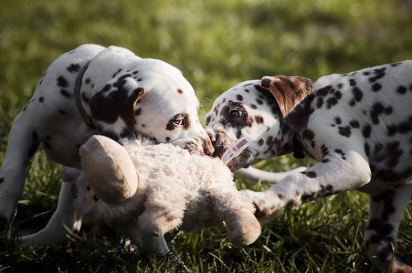15 Pictures That Prove Dalmatians Are Perfect Weirdos 10