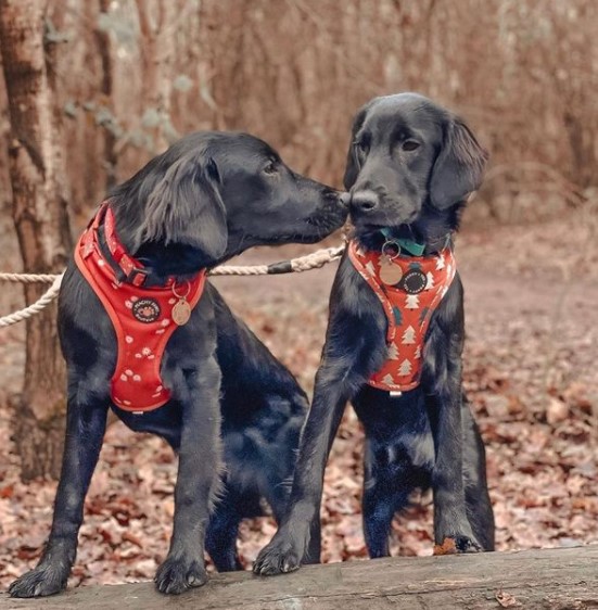 15 Pictures That Prove Flat-Coated Retrievers Are Perfect Weirdos 10
