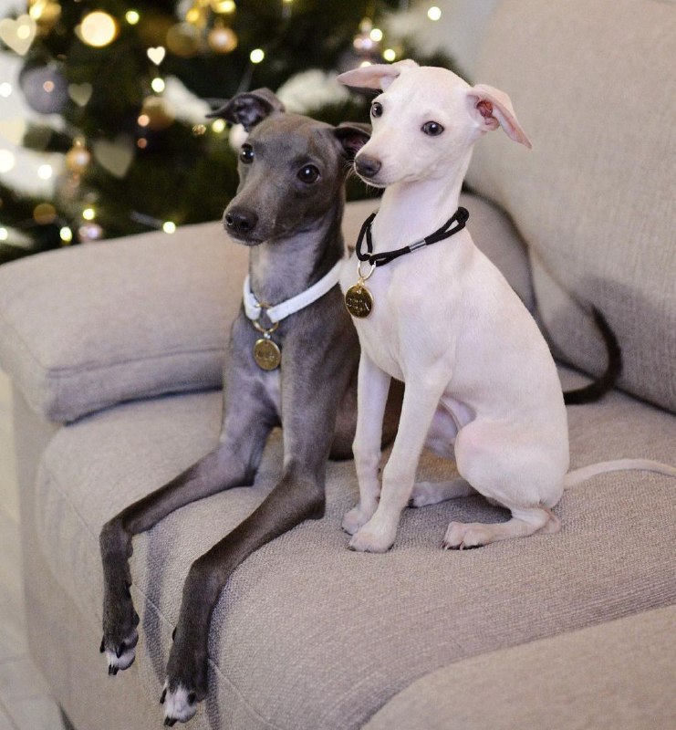 Greyhounds 33