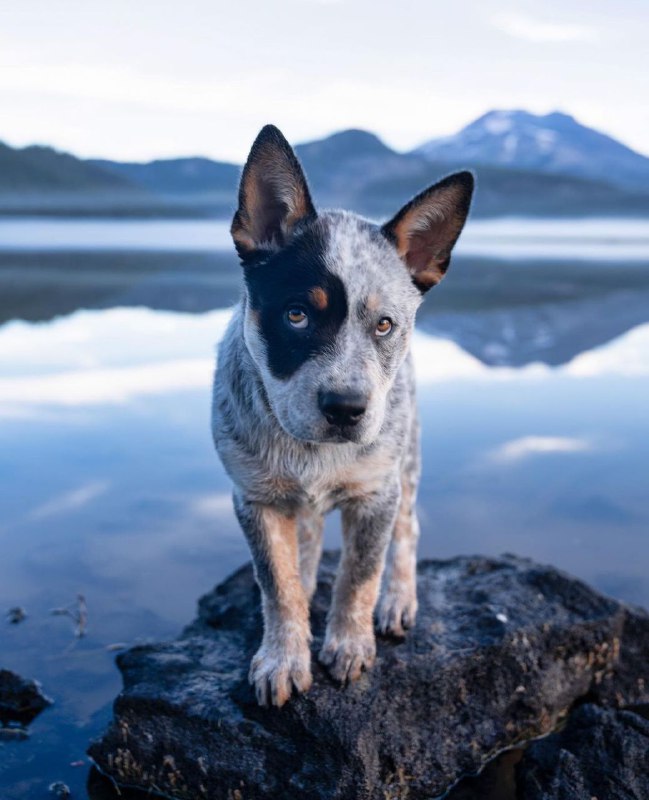 Australian Cattle Dog 21