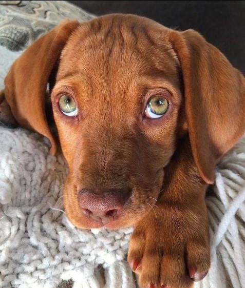16 Pictures That Prove Vizslas Are Perfect Weirdos 11