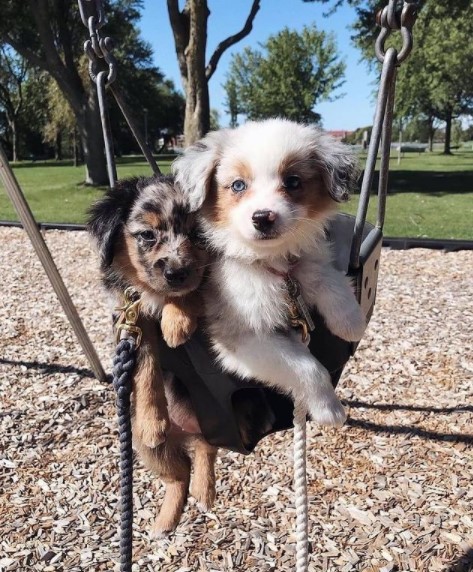 15 Pictures That Prove Australian Shepherds Are Perfect Weirdos 11