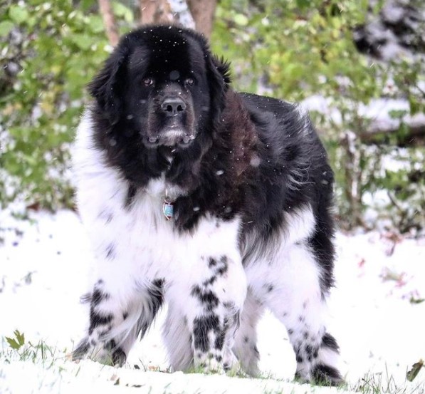 15 Pictures That Prove Newfoundlands Are Perfect Weirdos 11