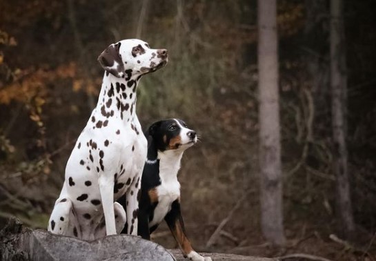 15 Pictures That Prove Dalmatians Are Perfect Weirdos 11
