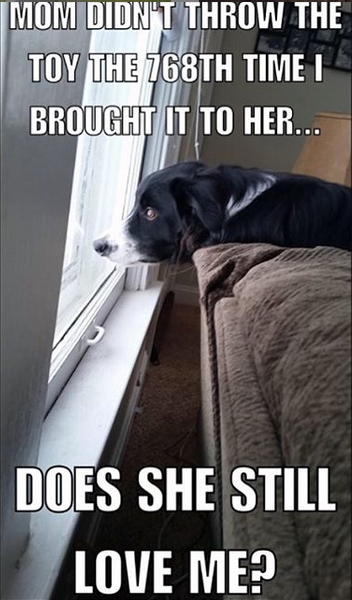 15 Funny Border Collie Memes To Make Your Day 11 15 Funny Border Collie Memes To Make Your Day 11