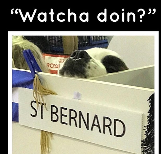 15 Funny Saint Bernard Memes To Make Your Day 11