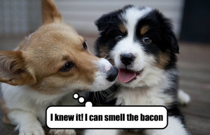 15 Funny Bernese Mountain Dog Memes To Make Your Day 11